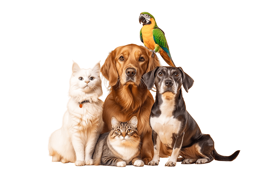 Lisanslı Petshop <br> Ürünleri